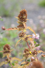 Dracocephalum parviflorum