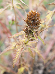 Dracocephalum parviflorum