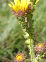 Berkheya echinacea