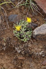 Chasmatophyllum