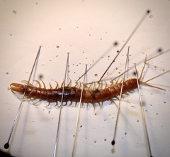 Theatops spinicaudus