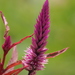Celosia - Photo (c) 葉子, some rights reserved (CC BY-NC), uploaded by 葉子