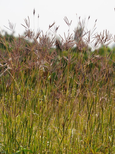 Dichanthium annulatum