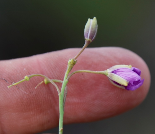 Image of Heliophila suavissima by (c) Tony Rebelo, some rights reserved (CC BY-SA)