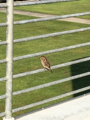 Passer domesticus