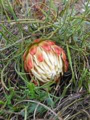Protea restionifolia