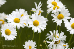 Leucanthemum vulgare