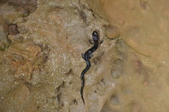 Plethodon dixi