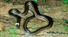 Jan's Snake photo 2