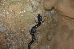 Plethodon dixi