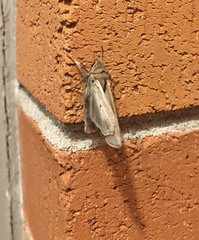 Lepidoptera