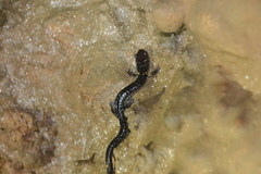 Plethodon dixi