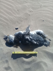 Spheniscus magellanicus