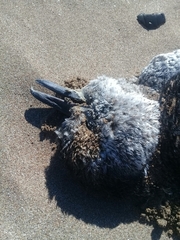 Spheniscus magellanicus