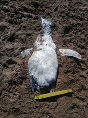 Spheniscus magellanicus