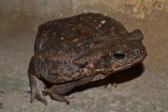 Rhinella horribilis