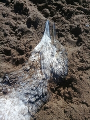 Spheniscus magellanicus