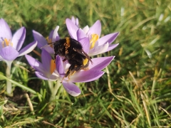 Bombus