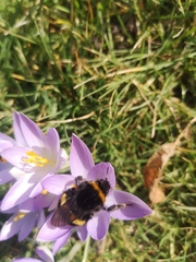 Bombus