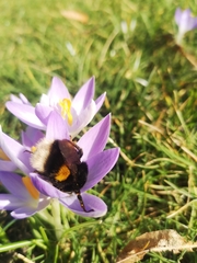 Bombus