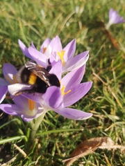 Bombus