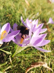 Bombus