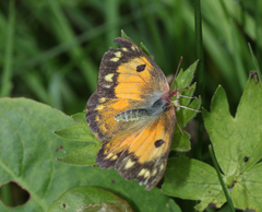 Colias fieldii fieldii