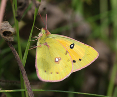 Colias fieldii fieldii