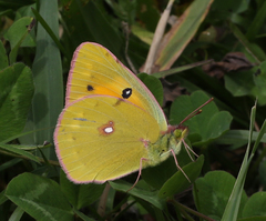 Colias fieldii fieldii
