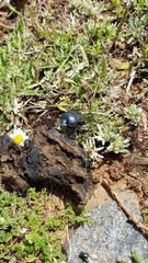 Scarabaeus laticollis