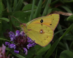 Colias fieldii fieldii