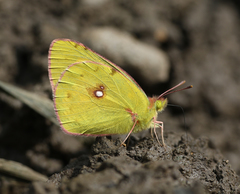 Colias fieldii fieldii