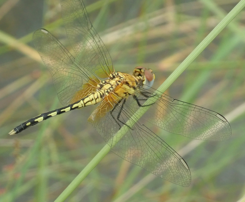 Barbet Percher photo 4