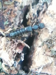 Astenus immaculatus