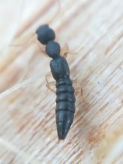 Astenus immaculatus