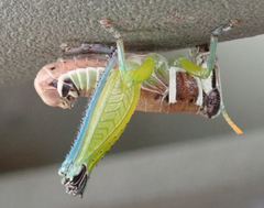 Lophothericles burri