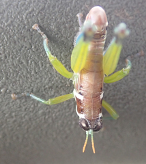 Lophothericles burri