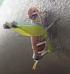 Lophothericles burri