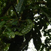 Inga densiflora - Photo (c) Reinaldo Aguilar, alguns direitos reservados (CC BY-NC-SA)