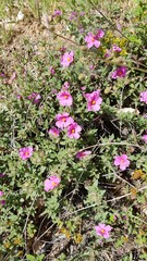 Cistus crispus
