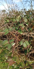 Rubus