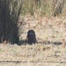 Marsh Owl (Moroccan) - Photo (c) Cat Abbott, some rights reserved (CC BY-NC), uploaded by Cat Abbott