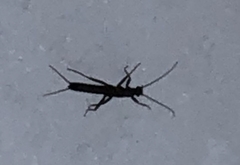 Allocapnia vivipara