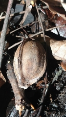 Carya myristiciformis
