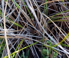 Pentameris eriostoma