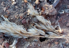 Pentameris eriostoma