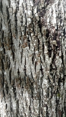 Carya myristiciformis