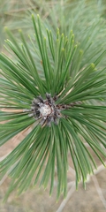 Pinaceae