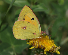 Colias fieldii fieldii