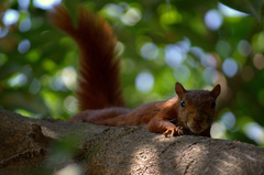 Sciurus granatensis